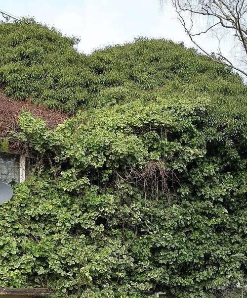 房顶种植植物有哪些推荐？如何保证植物生长？