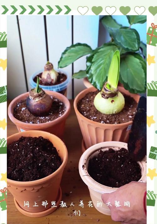 房顶种植植物有哪些推荐？如何保证植物生长？