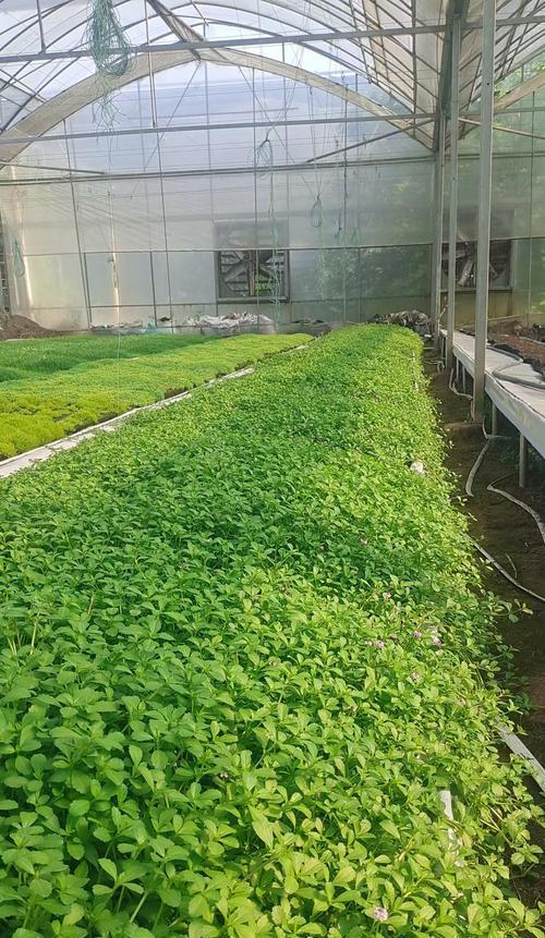 房顶种植植物有哪些推荐？如何保证植物生长？