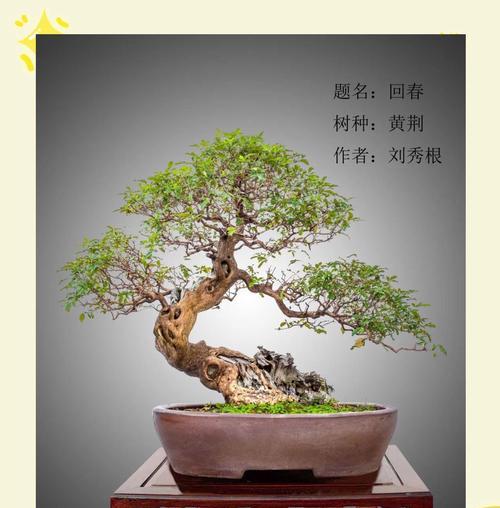 黄荆盆景修剪的最佳时机是什么时候？