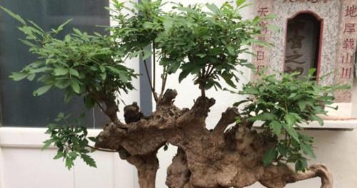 黄荆盆景修剪的最佳时机是什么时候？