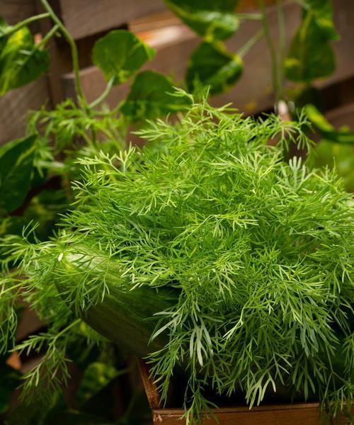 植物叶子变黄是什么原因？如何让叶子恢复绿色？