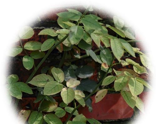 植物叶子变黄是什么原因？如何让叶子恢复绿色？