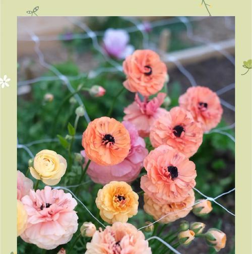 花毛茛的养护要点是什么？花毛茛如何正确养护？