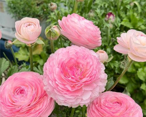 花毛茛的养护要点是什么？花毛茛如何正确养护？