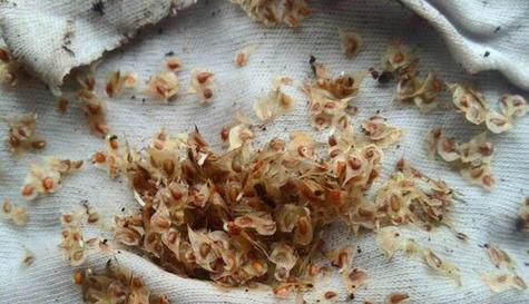 花毛茛的养护要点是什么？花毛茛如何正确养护？