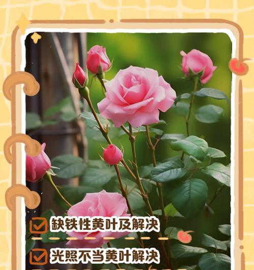 养花叶子发黄怎么回事？如何预防和处理？