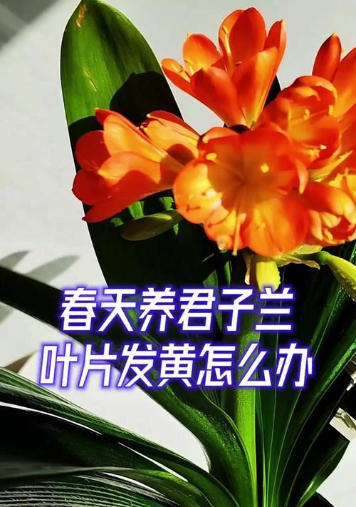 养花叶子发黄怎么回事？如何预防和处理？
