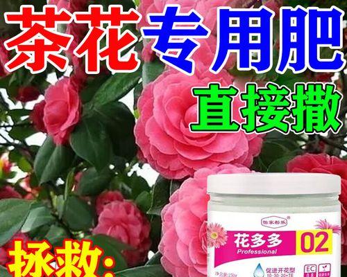 养花时应该使用哪种肥料？如何选择合适的肥料？