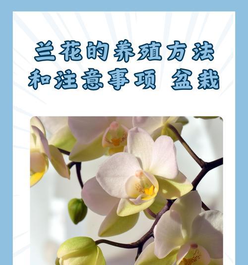 韭菜兰在家如何养殖？韭菜兰的家庭养殖方法有哪些？