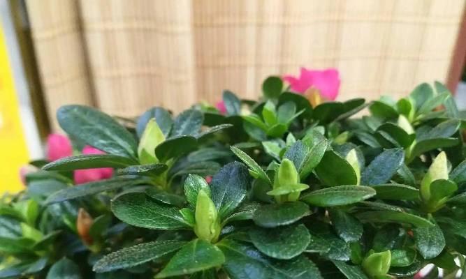 养花的水里放什么保鲜？如何延长花卉的新鲜度？