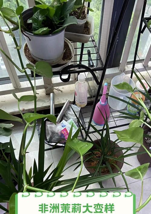 非洲茉莉什么时候换盆？换盆时应注意哪些事项？