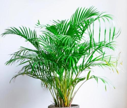 家庭适合种植哪些花卉？如何选择？