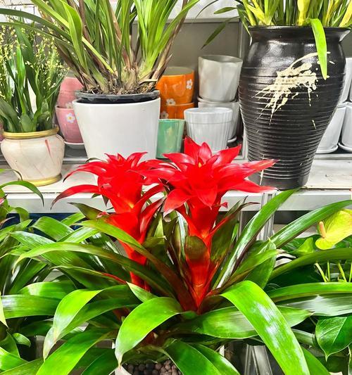 家庭适合种植哪些花卉？如何选择？