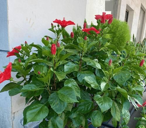 家庭适合种植哪些花卉？如何选择？