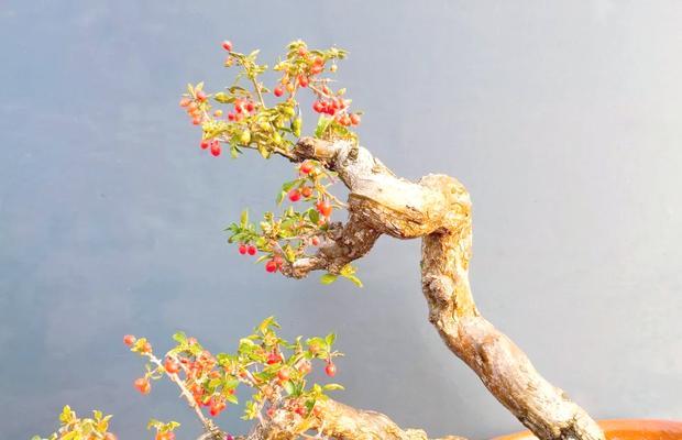 枸杞盆景的养护技巧有哪些？如何保持其美观？