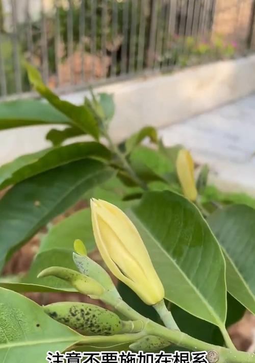 白兰花的正确养殖方法是什么？怎样让白兰花花开不断？