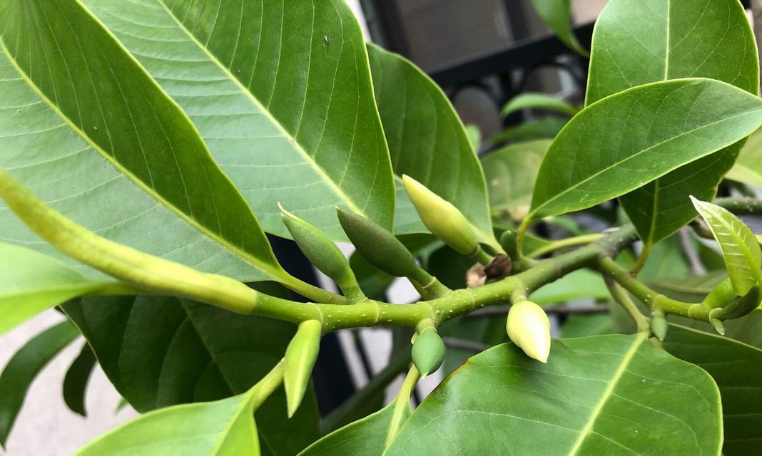 白兰花的正确养殖方法是什么？怎样让白兰花花开不断？
