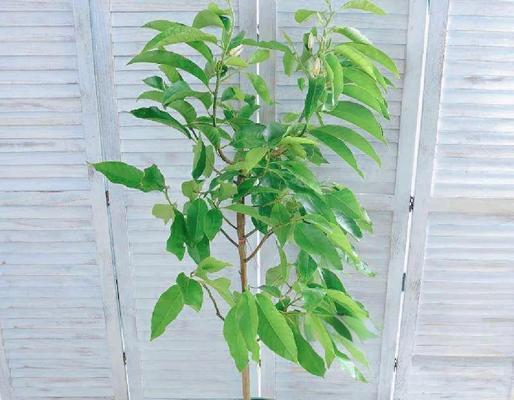 白兰花的正确养殖方法是什么？怎样让白兰花花开不断？
