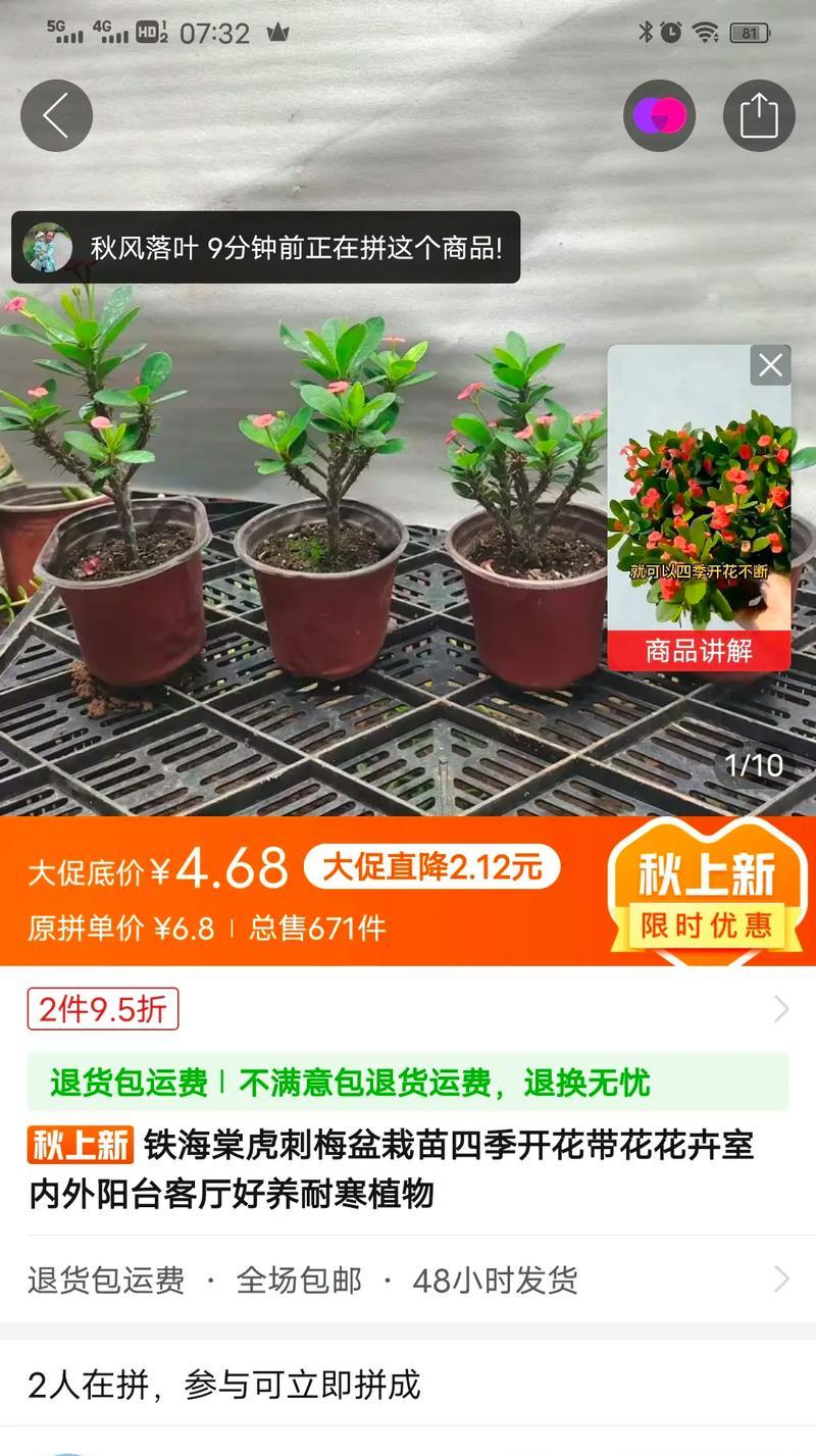 刺梅不开花的原因是什么？怎样促进刺梅开花？