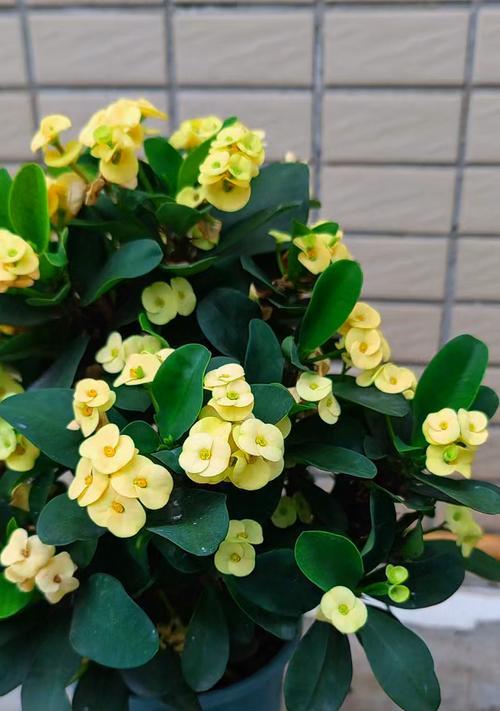 刺梅不开花的原因是什么？怎样促进刺梅开花？