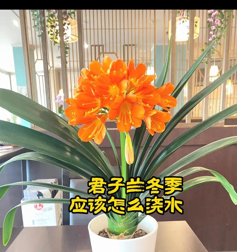 君子兰最适合哪种土壤？选择土壤时应注意哪些因素？