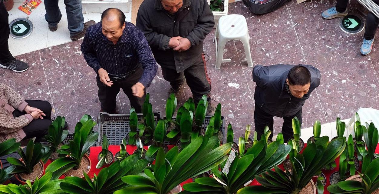 君子兰最适合哪种土壤？选择土壤时应注意哪些因素？