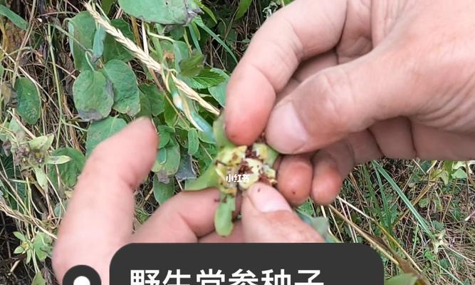 龟甲牡丹的养护要点是什么？如何繁殖？