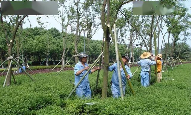 龟甲牡丹的养护要点是什么？如何繁殖？