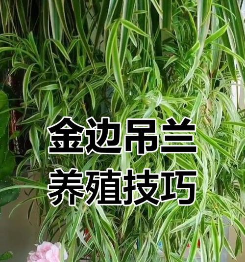 水培金边吊兰的正确养殖方法是什么？如何保持金边吊兰的美观？