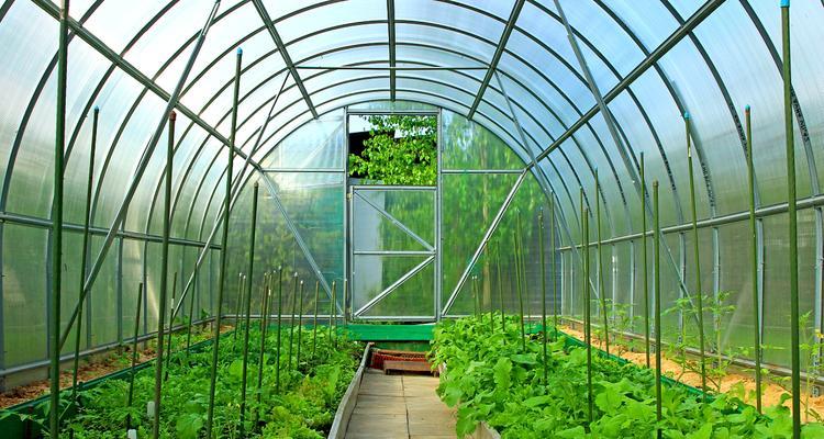 室内种植哪些蔬菜既美观又实用？如何养护这些室内蔬菜？