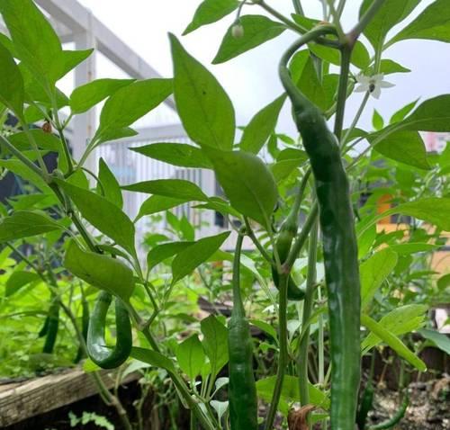 室内种植哪些蔬菜既美观又实用？如何养护这些室内蔬菜？