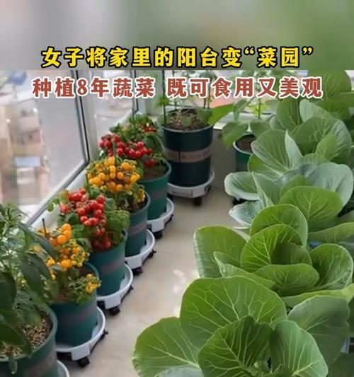 室内种植哪些蔬菜既美观又实用？如何养护这些室内蔬菜？