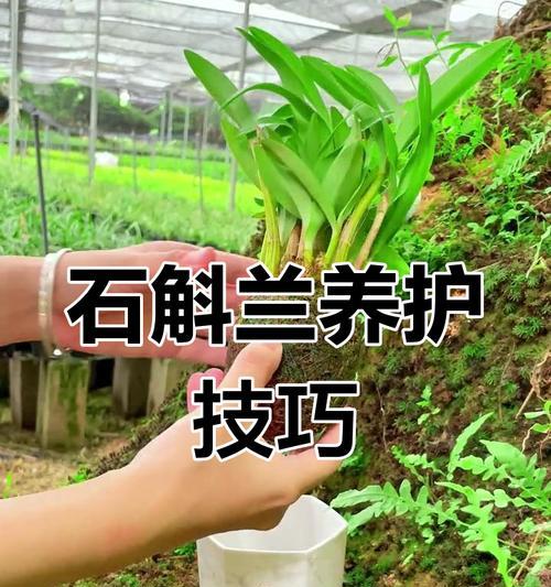 石斛的养殖技巧有哪些？石斛养殖中常见问题如何解决？