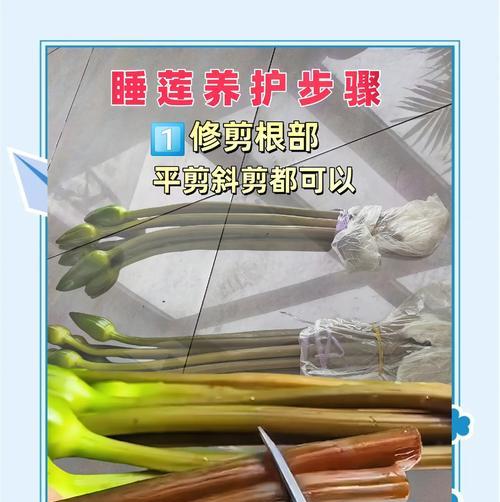 水莲的养殖方法有哪些？如何确保其健康生长？