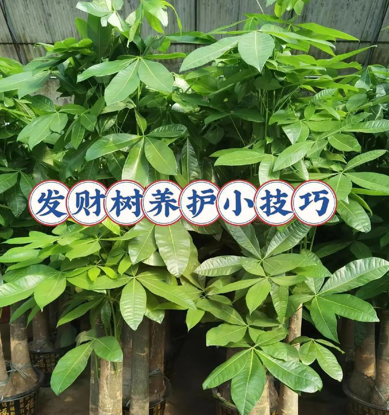 发财树的浇水方法是什么？如何正确给发财树浇水？