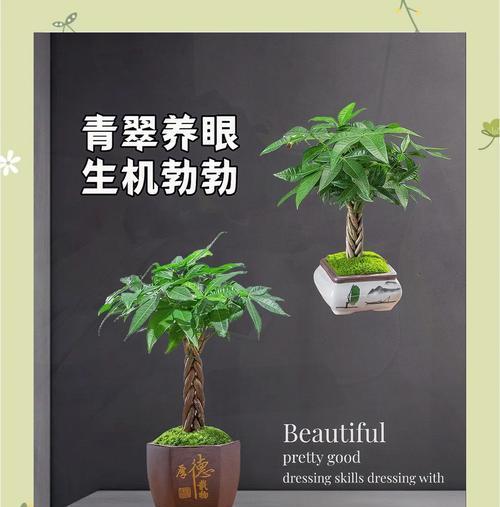 发财树的浇水方法是什么？如何正确给发财树浇水？