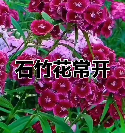 石竹怎么种？有哪些种植技巧和注意事项？