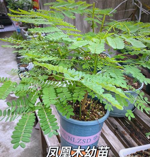 凤凰树长什么样子？如何识别凤凰树？