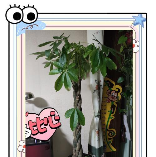 发财树树枝干枯了怎么办？如何预防和处理？