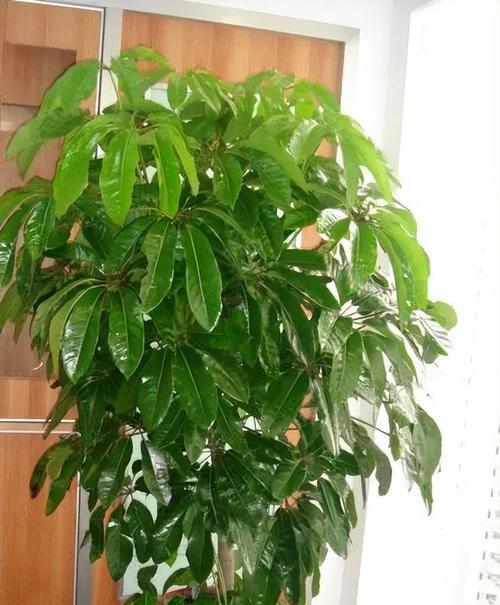 发财树树枝干枯了怎么办？如何预防和处理？