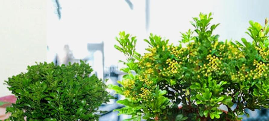 米兰花的由来及其命名原因是什么？