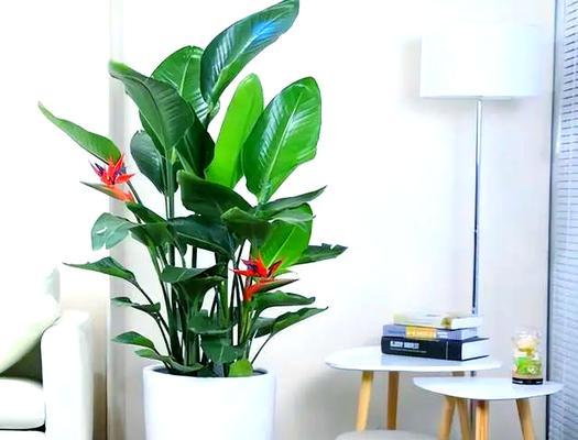 室内植物种类繁多如何选择？哪些适合初学者？
