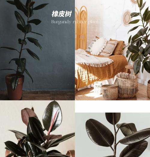 室内植物种类繁多如何选择？哪些适合初学者？