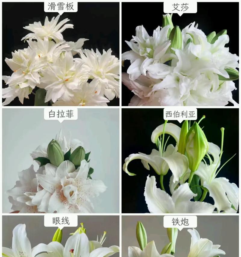 水养百合花的正确方法是什么？如何延长水养百合的花期？