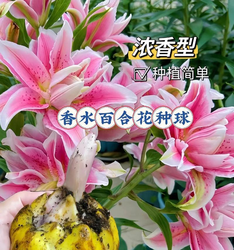 水养百合花的正确方法是什么？如何延长水养百合的花期？