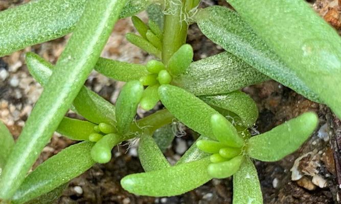 大和锦怎么出侧芽？促进侧芽生长的技巧有哪些？