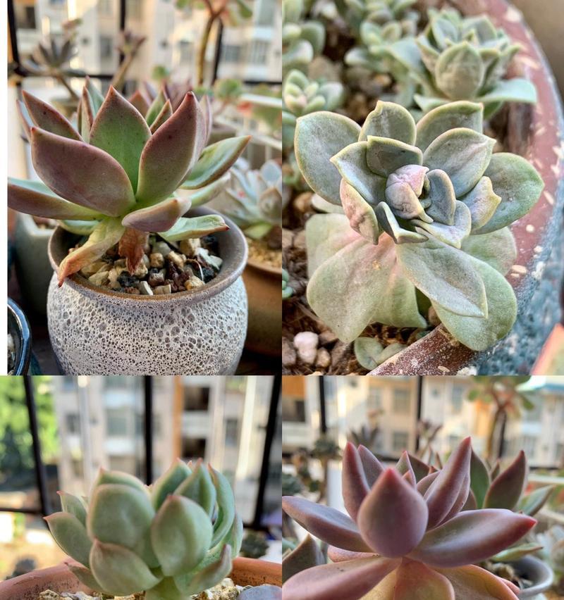 大和锦怎么出侧芽？促进侧芽生长的技巧有哪些？