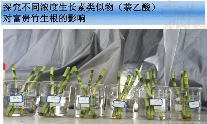 大和锦怎么出侧芽？促进侧芽生长的技巧有哪些？