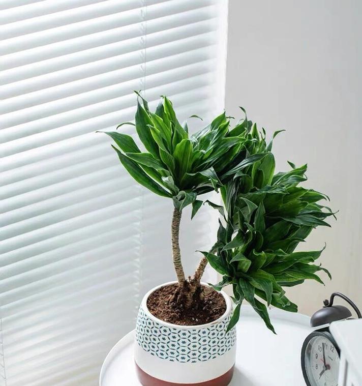 太阳神植物的养殖技巧有哪些？如何保持其健康？